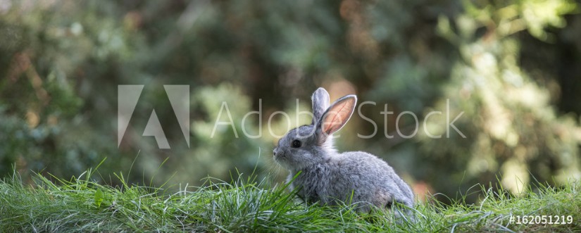 Afbeeldingen van Gray hare on the grass small rabbit on the lawn